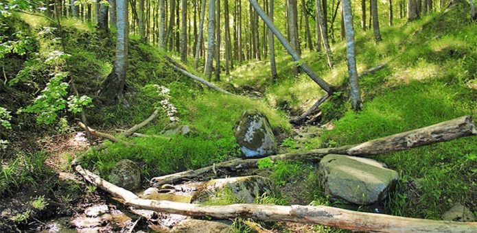 Piekberg liegt im Wald auf Jasmund