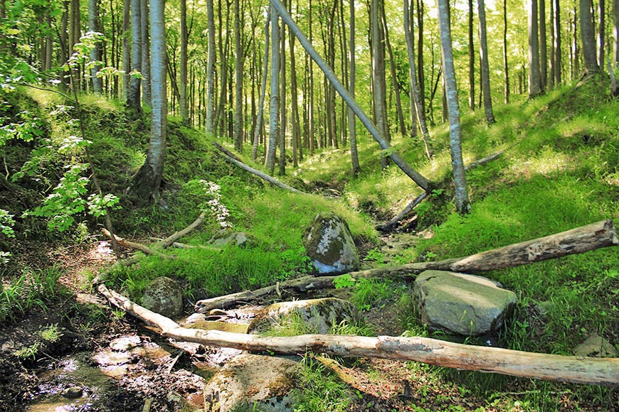 Piekberg liegt im Wald auf Jasmund