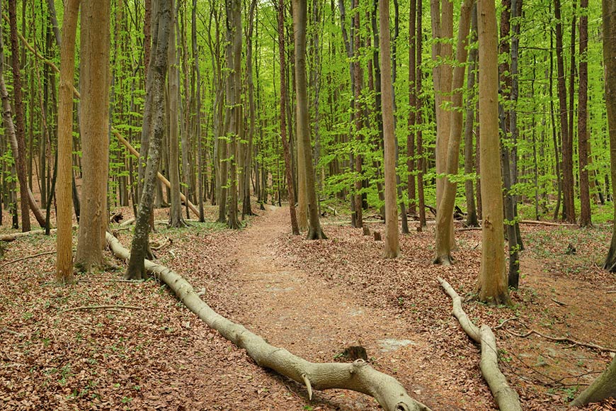 Buchenwald in der Stubnitz