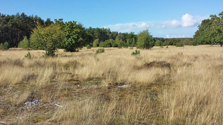 Feuersteinfelder Rügen in Neu Mukran - „Steinernes Meer“ Feuersteinfelder Rügen in Neu Mukran - „Steinernes Meer“