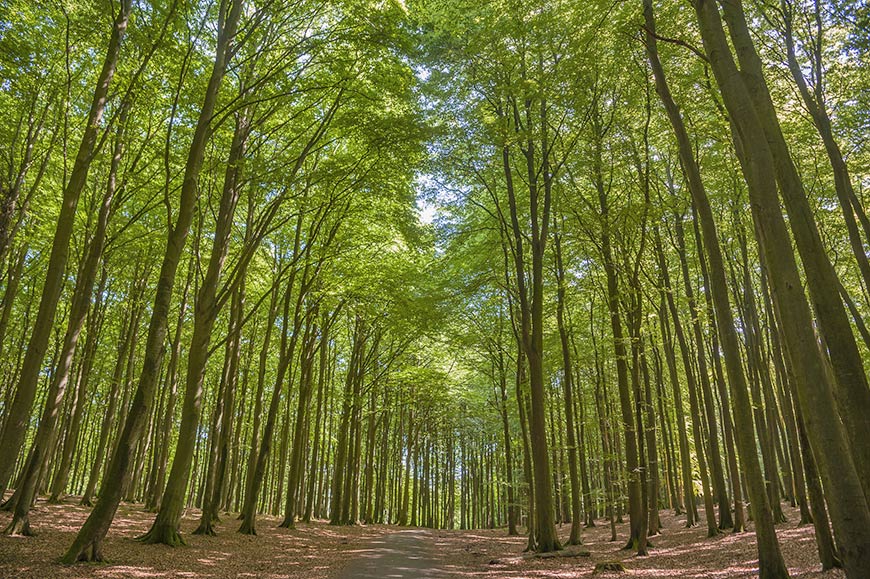 Buchenwald auf der Halbinsel Jasmund